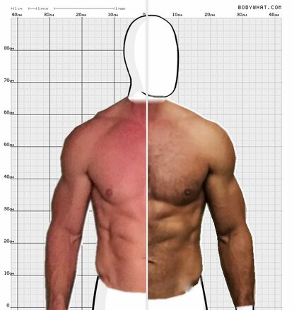 Torso Comparison