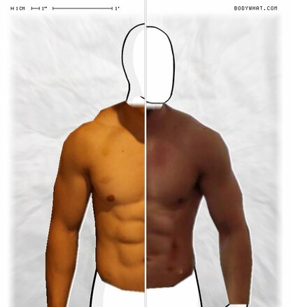 Torso Comparison