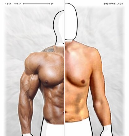 Torso Comparison