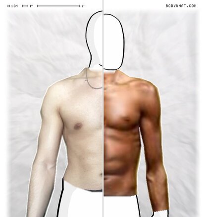 Torso Comparison