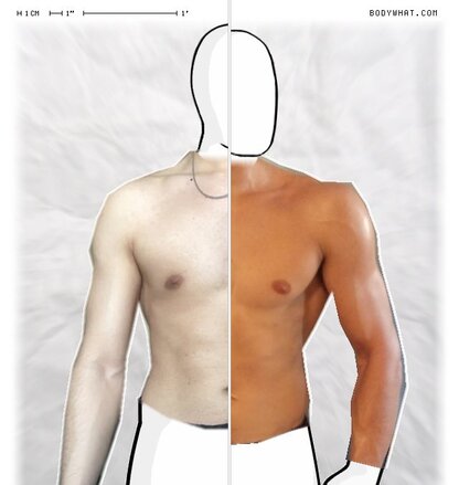 Torso Comparison