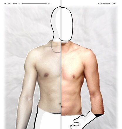 Torso Comparison