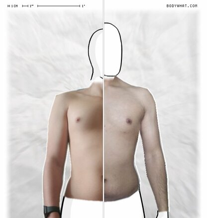 Torso Comparison