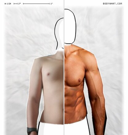 Torso Comparison