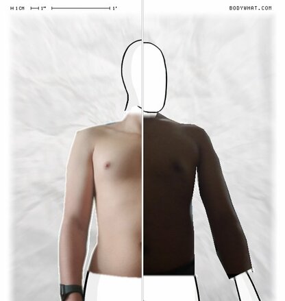 Torso Comparison