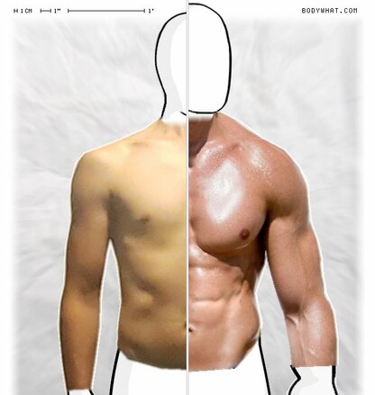 Torso Comparison