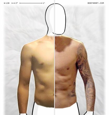 Torso Comparison