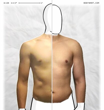 Torso Comparison
