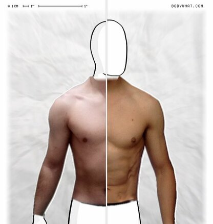 Torso Comparison