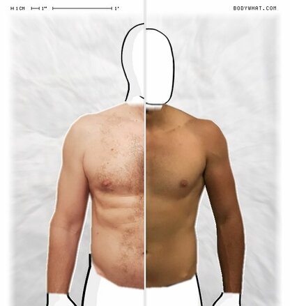 Torso Comparison