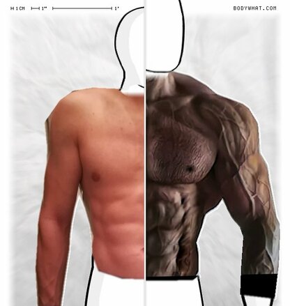 Torso Comparison