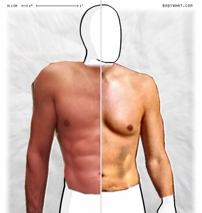 Torso Comparison