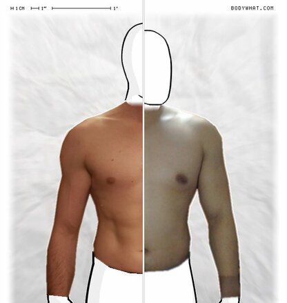 Torso Comparison