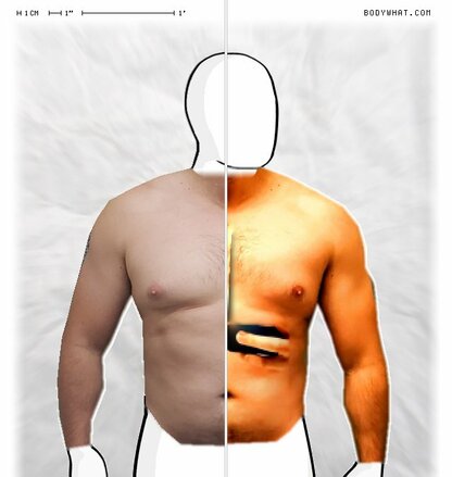 Torso Comparison