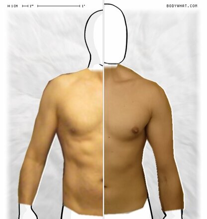 Torso Comparison