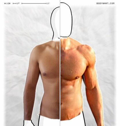 Torso Comparison