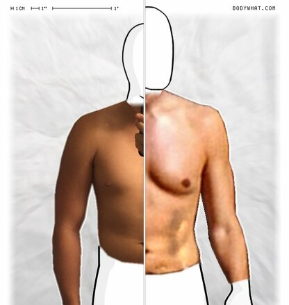 Torso Comparison