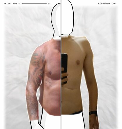 Torso Comparison