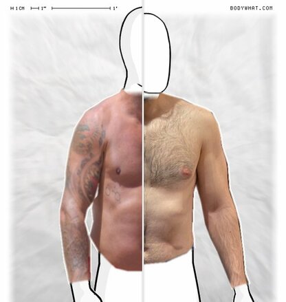 Torso Comparison