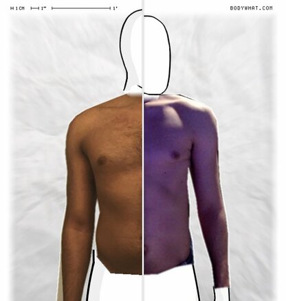 Torso Comparison