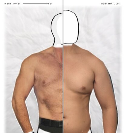 Torso Comparison