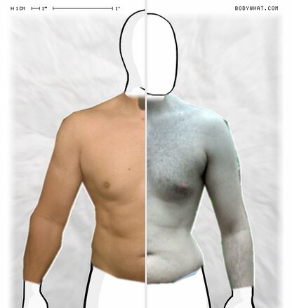 Torso Comparison