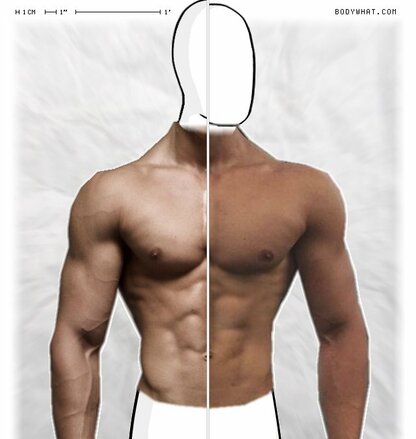 Torso Comparison