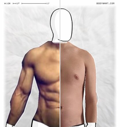 Torso Comparison