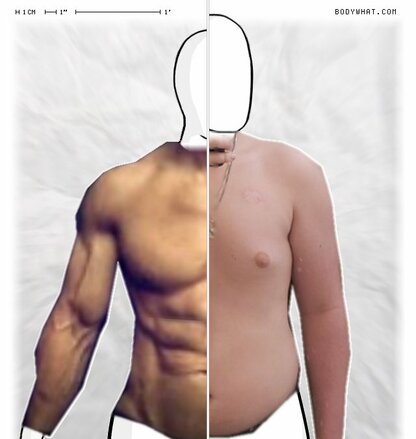 Torso Comparison