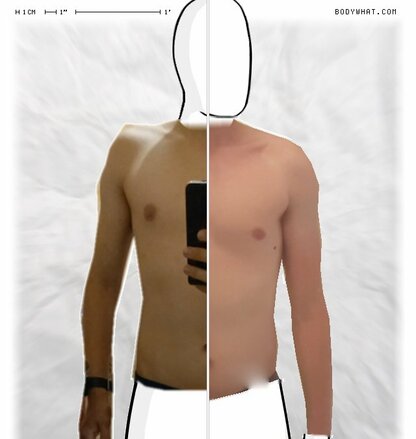 Torso Comparison