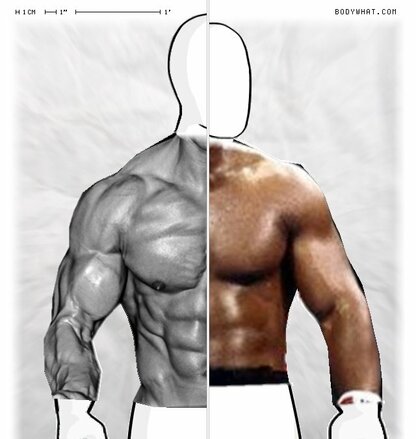 Torso Comparison