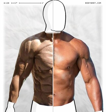 Torso Comparison