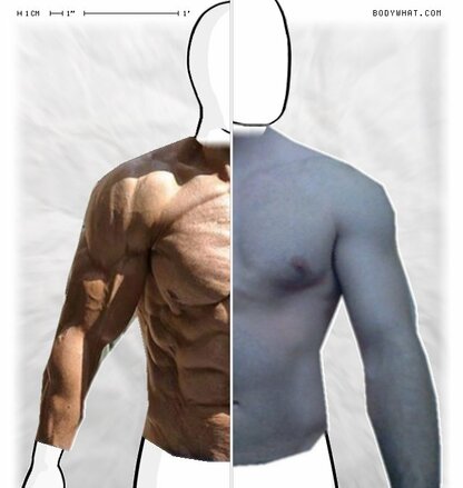 Torso Comparison