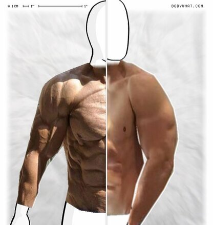 Torso Comparison