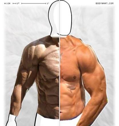 Torso Comparison