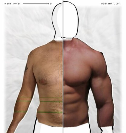 Torso Comparison