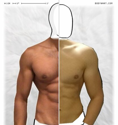 Torso Comparison