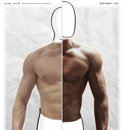 Torso Comparison