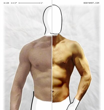 Torso Comparison