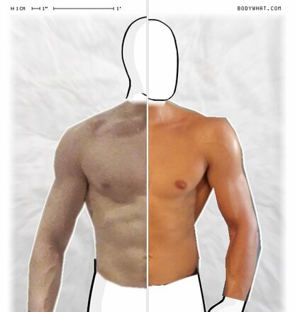 Torso Comparison