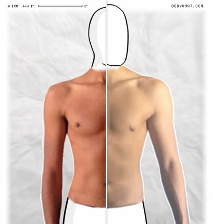 Torso Comparison