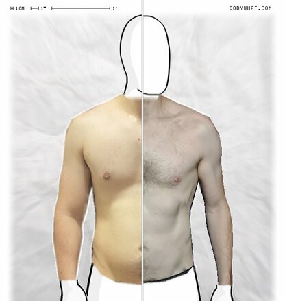 Torso Comparison