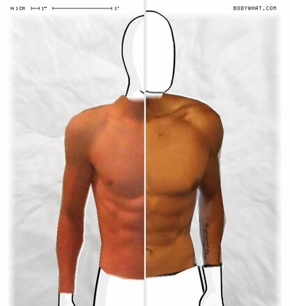 Torso Comparison