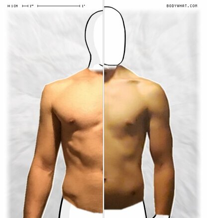 Torso Comparison