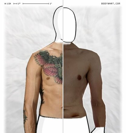 Torso Comparison