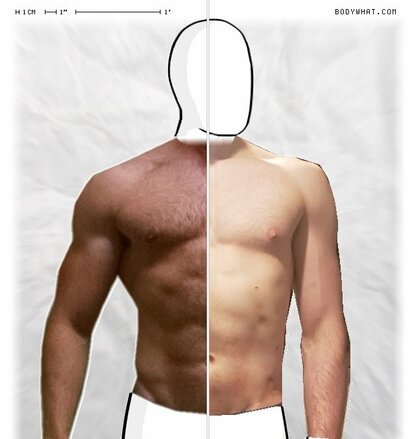 Torso Comparison
