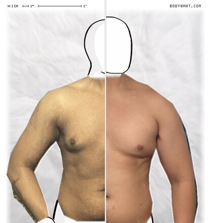 Torso Comparison
