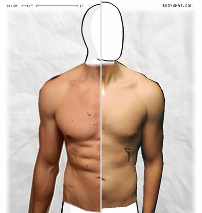 Torso Comparison