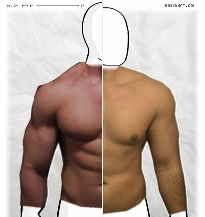 Torso Comparison