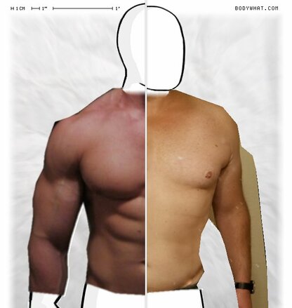 Torso Comparison